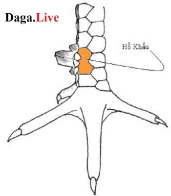 Vảy hổ khẩu - Vảy chân gà chọi