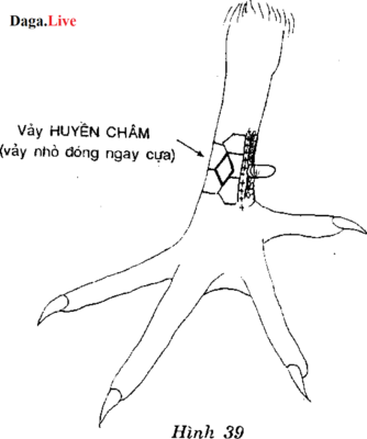 Vảy huyền châm - Vảy chân gà chọi