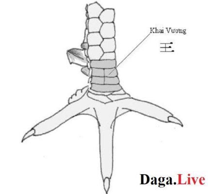 Vảy khai vương - Vảy chân gà chọi