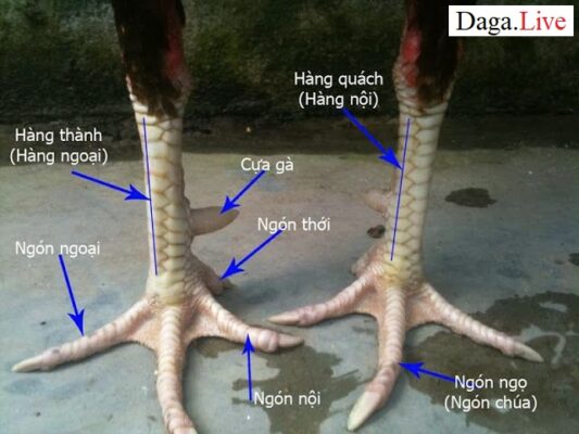 Cách xem chân gà chọi hay