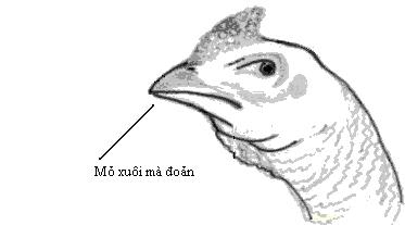 Cách xem mỏ gà chọi