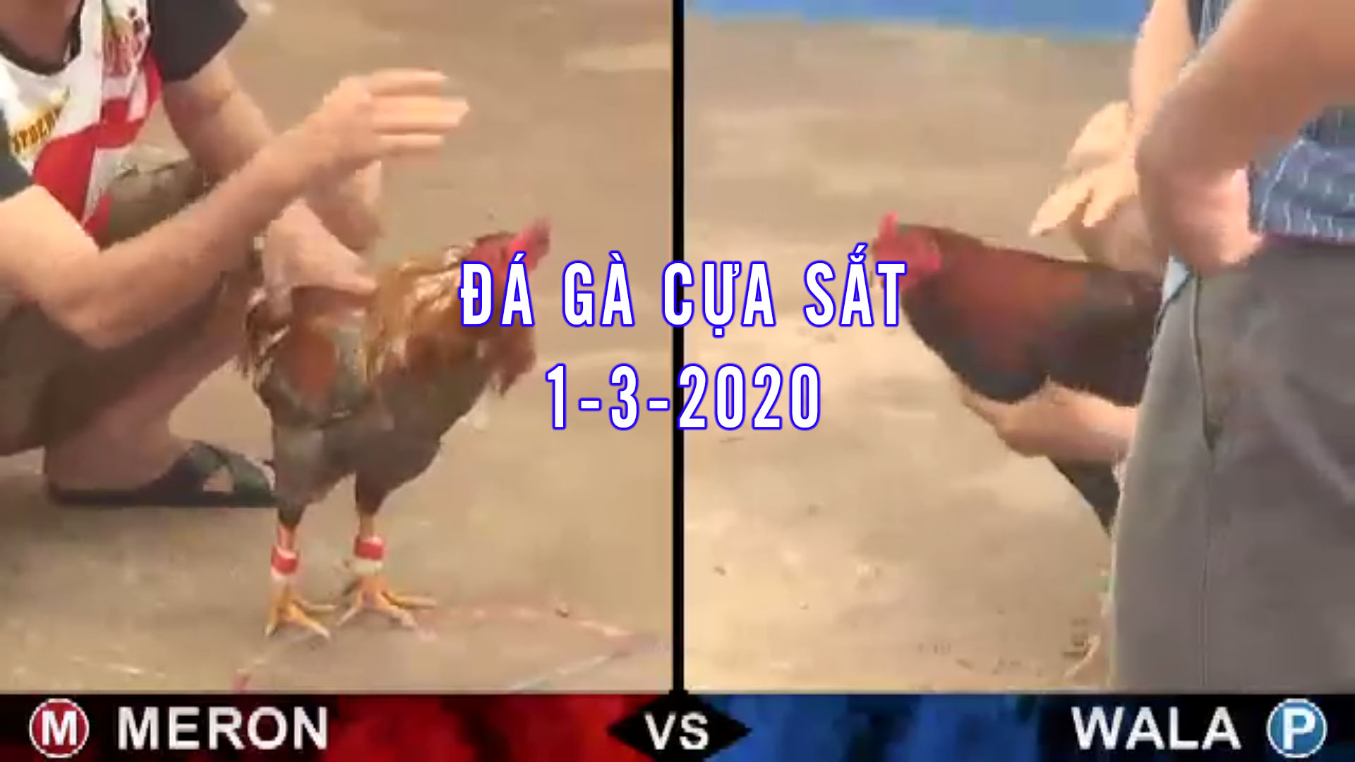 Đá gà cựa sắt thomo campuchia 1-3-2020