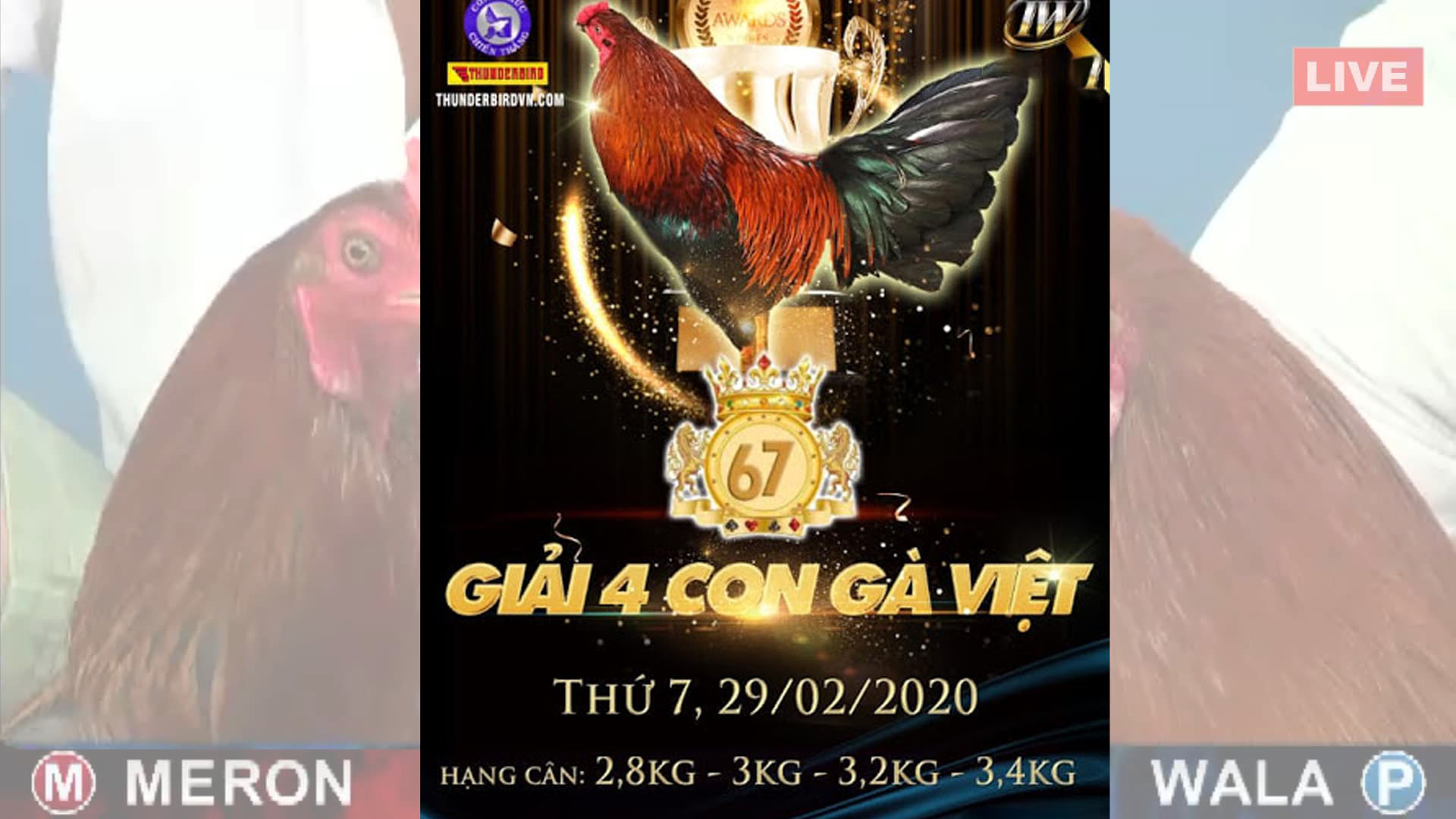 Đá gà cựa sắt thomo campuchia 29-2-2020