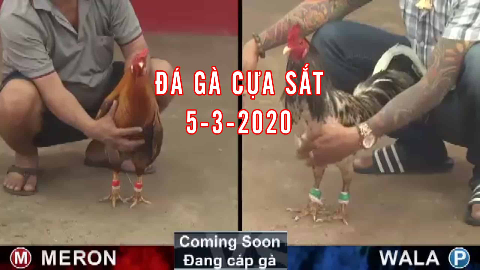 Đá gà cựa sắt, đá gà thomo, đá gà campuchia, thomo hôm nay thứ 5 ngày 5 tháng 3 năm 2020 (1)