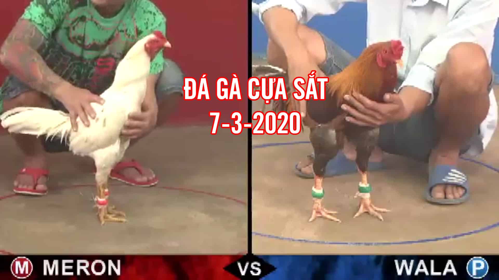 Đá gà cựa sắt, đá gà thomo, đá gà campuchia , thomo hôm nay thứ 7 ngày 7 tháng 3 năm 2020