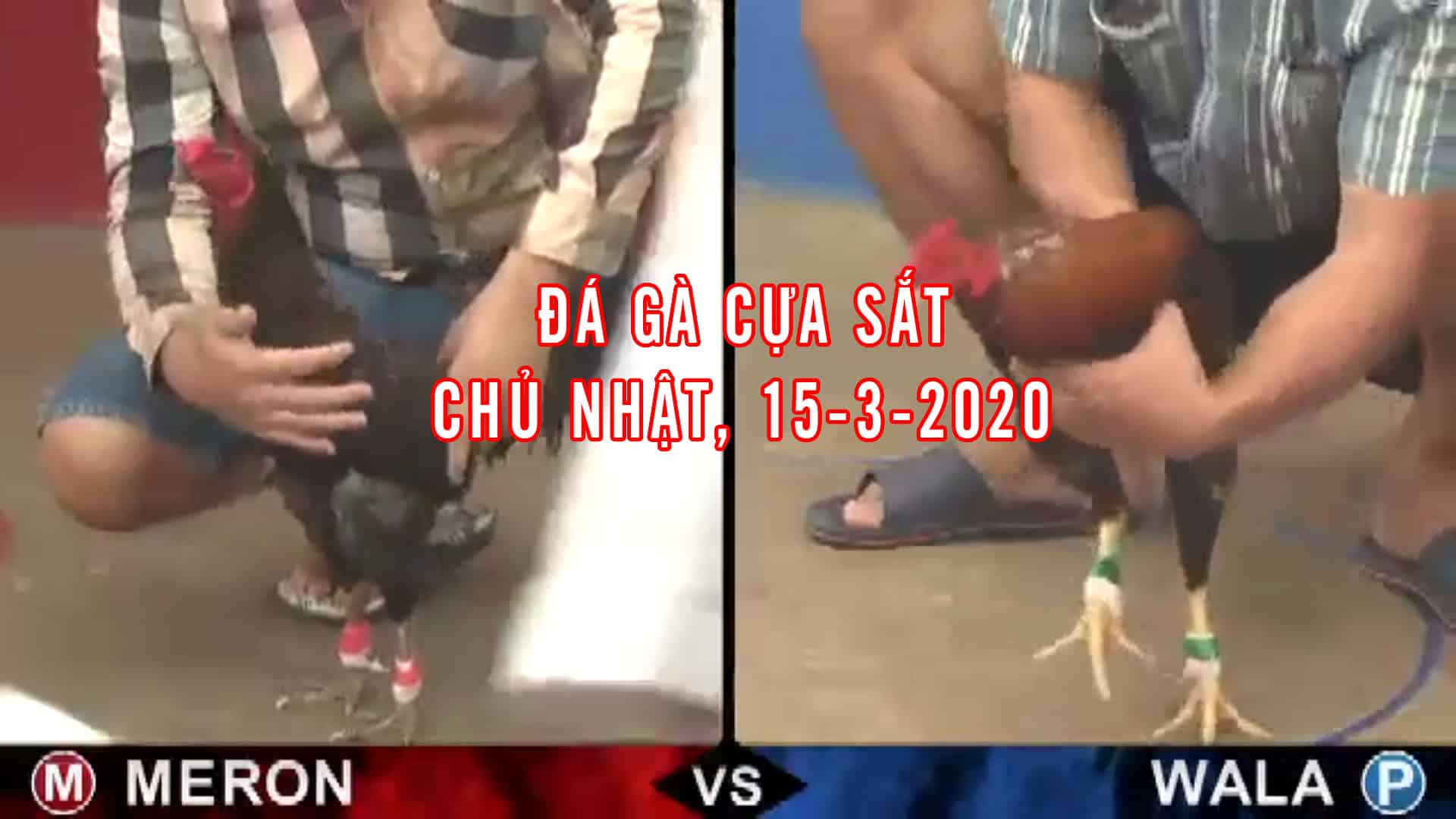 Đá gà trực tiếp, đá gà cựa sắt, đá gà thomo, đá gà campuchia, da ga ucw88 thomo hôm nay 15-3-2020