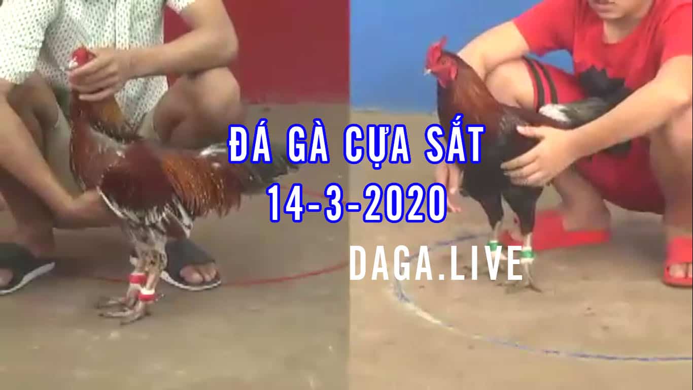 đá gà cựa sắt, đá gà thomo, đá gà campuchia, da ga ucw88 thomo hôm nay, đá gà trực tiếp thomo, trực tiếp đá gà thứ 7 ngày 14-3-2020