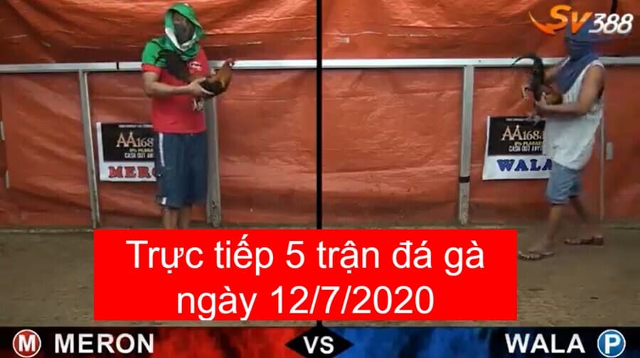 đá gà trực tiếp