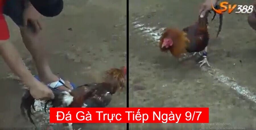 đá gà trực tiếp