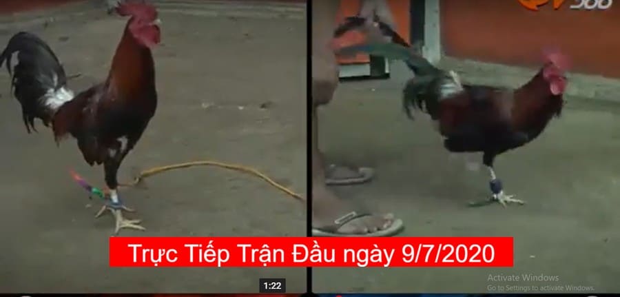 đá gà trực tiếp