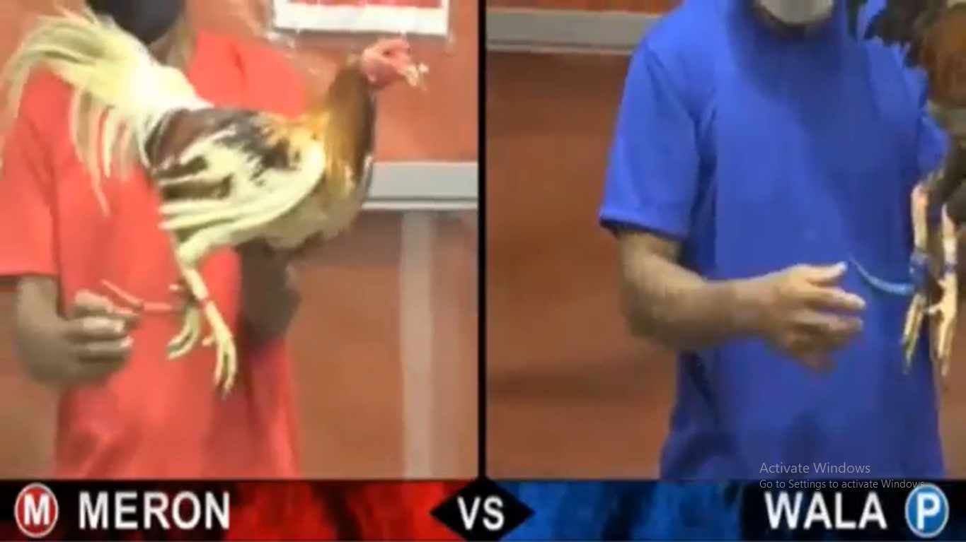 đá gà trực tiếp